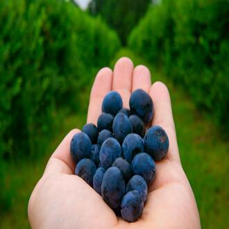 Come posso rimanere aggiornato nel campo della nutrizione olistica? - nutrizione olistica