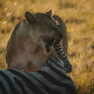 Introduzione alla dieta carnivora: cosa c'è da sapere? - nutrizione carnivoro