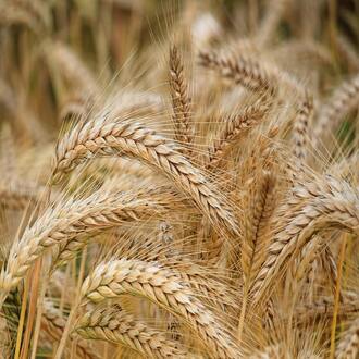 Ci sono lezioni dal vivo? - alimentazione