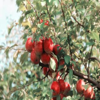 Legislazione alimentare - allergeni