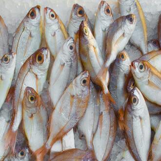 Elettroliti nella dieta carnivora
